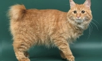Kuril bobtail